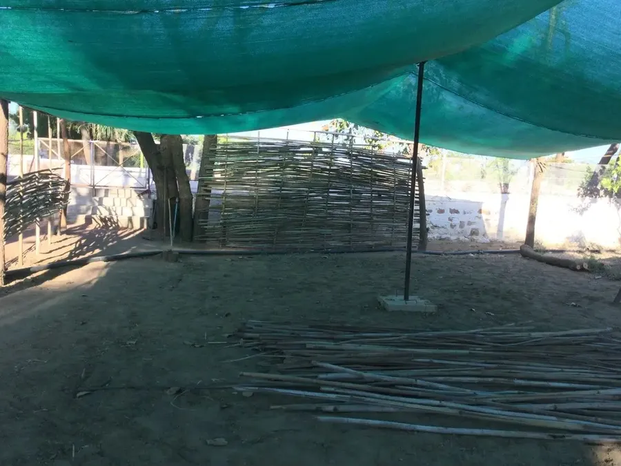 sending-spring-flowers-from-jadan bodyImage